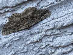 Anavitrinella pampinaria