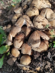 Coprinellus
