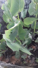 Roldana sessilifolia