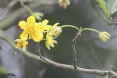 Ochna serrulata