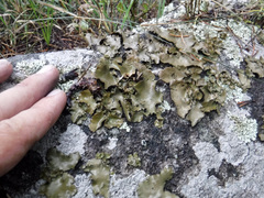 Umbilicaria muhlenbergii