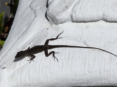Anolis sagrei