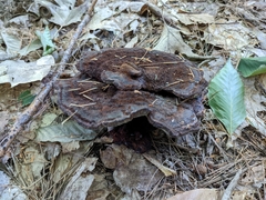 Phaeolus