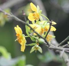 Ochna serrulata
