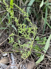 Chenopodium acuminatum virgatum