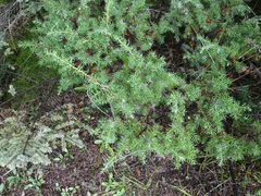 Juniperus communis