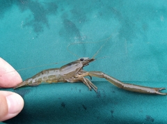 Macrobrachium japonicum