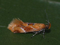 Epicallima formosella