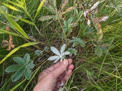 Potentilla pulcherrima