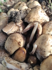 Coprinellus