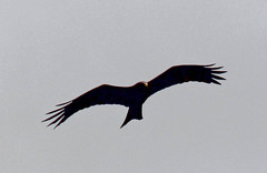 Milvus migrans parasitus