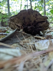 Phaeolus