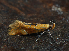 Epicallima formosella