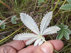Potentilla pulcherrima