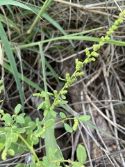 Chenopodium acuminatum virgatum
