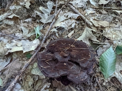 Phaeolus