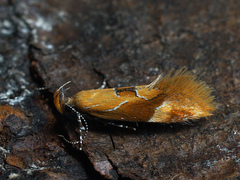 Epicallima formosella