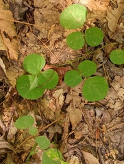 Desmodium rotundifolium