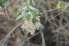 Brachylaena discolor