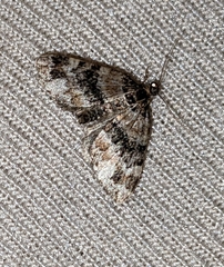 Xanthorhoe ferrugata