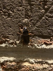 Harpalus pensylvanicus