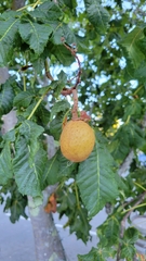 Aesculus
