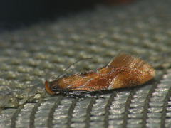 Epicallima formosella