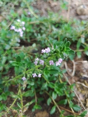 Thymus pulegioides