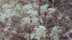 Artemisia