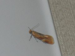 Epicallima formosella