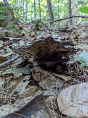 Phaeolus