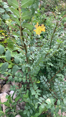 Zanthoxylum americanum