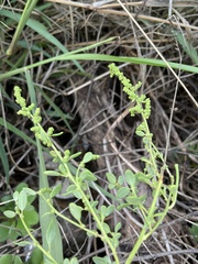 Chenopodium acuminatum virgatum