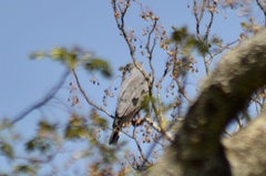 Geranospiza caerulescens