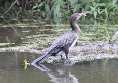 Microcarbo africanus africanus