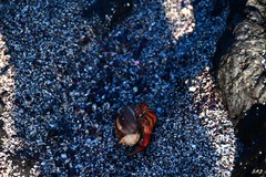 Coenobita compressus
