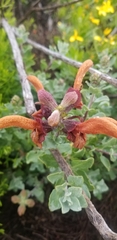 Salvia aurea