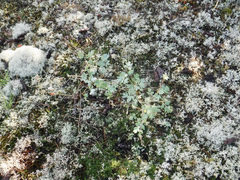 Capnoides sempervirens