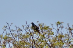 Geranospiza caerulescens