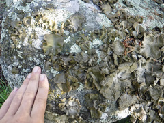 Umbilicaria muhlenbergii