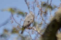 Geranospiza caerulescens