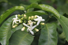 Tabernaemontana ventricosa