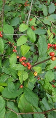 Ilex verticillata