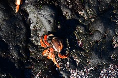 Coenobita compressus