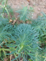 Euphorbia cyparissias