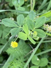 Medicago lupulina