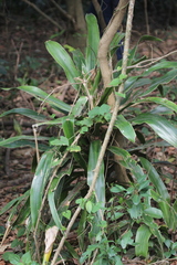 Dracaena aletriformis