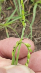 Urochloa platyphylla