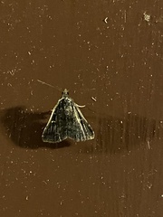 Tetanolita mynesalis