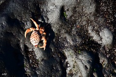 Coenobita compressus